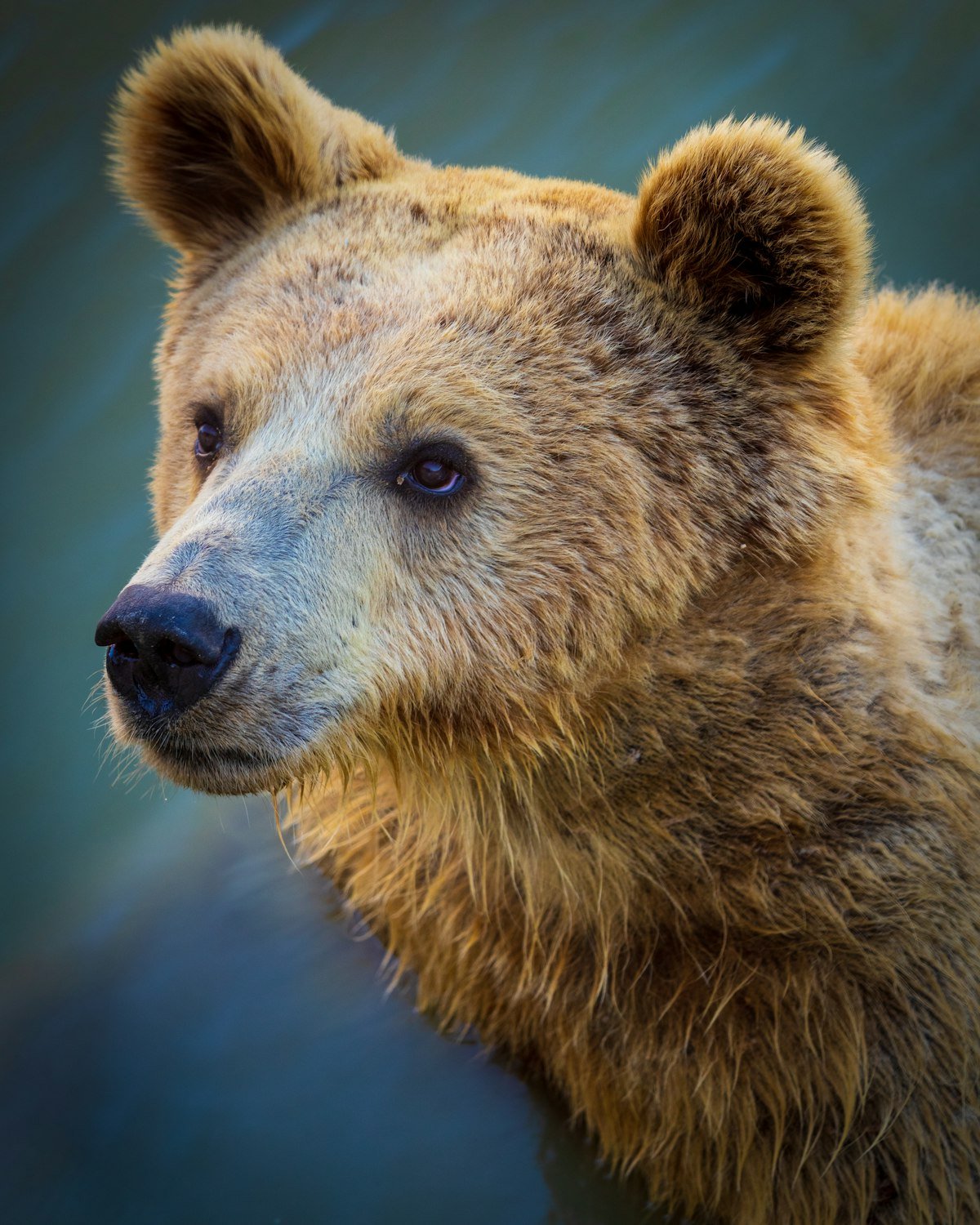 Grizzly bear portrait